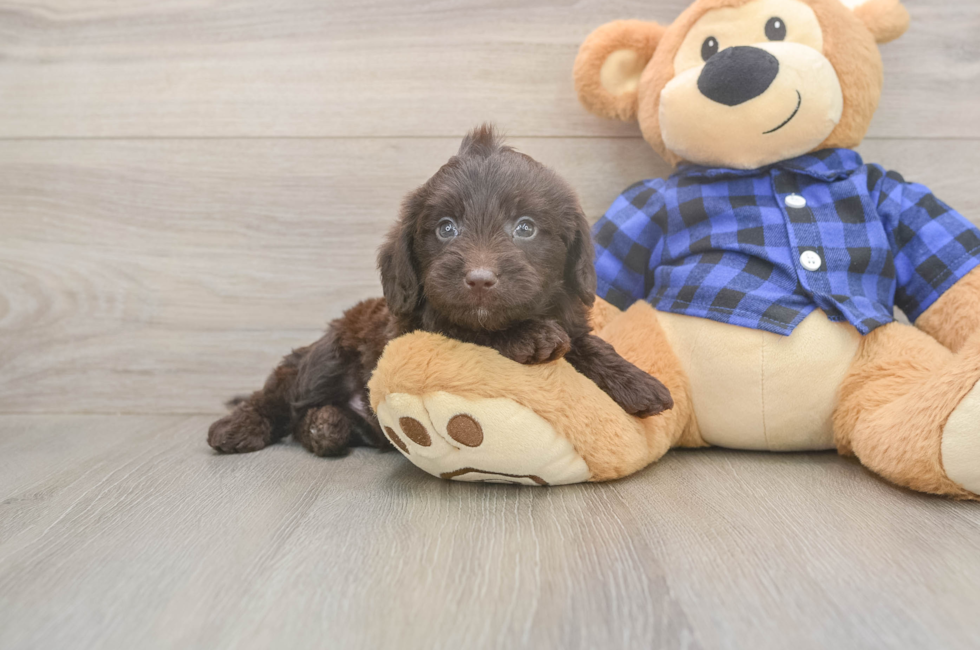 5 week old Mini Labradoodle Puppy For Sale - Seaside Pups