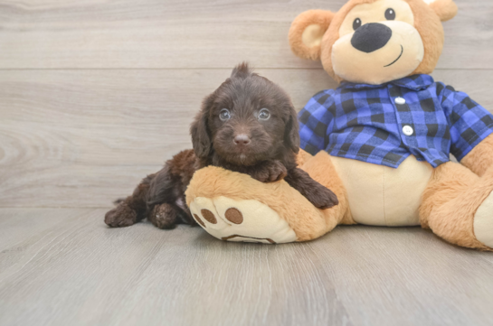 Hypoallergenic Labrapoo Poodle Mix Puppy
