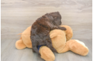 Mini Labradoodle Puppy for Adoption
