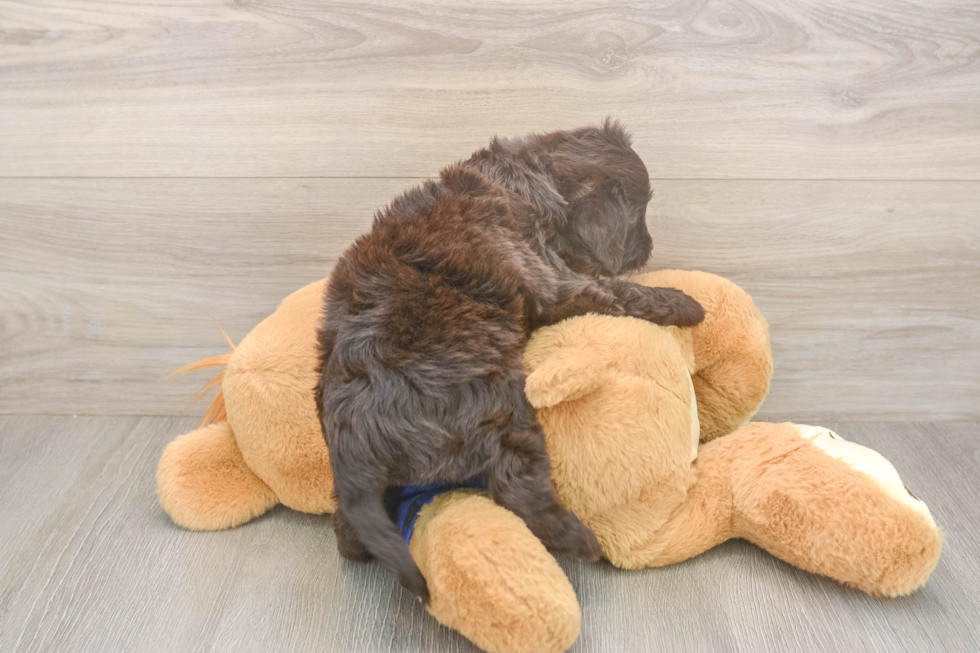 Mini Labradoodle Puppy for Adoption