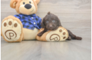 Funny Mini Labradoodle Poodle Mix Pup