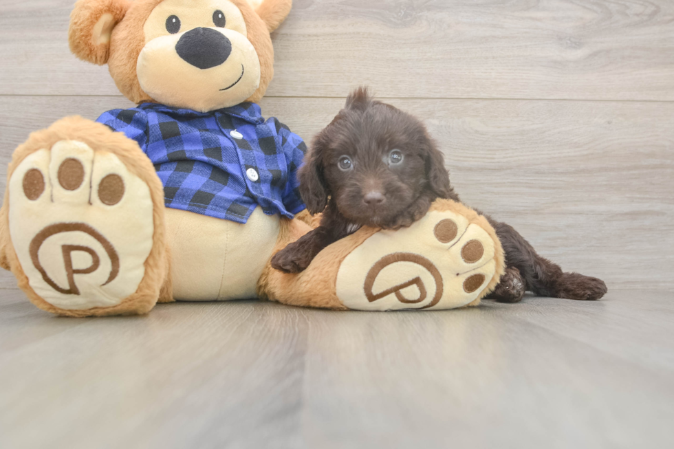 Funny Mini Labradoodle Poodle Mix Pup