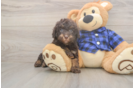 Playful Labrapoo Poodle Mix Puppy