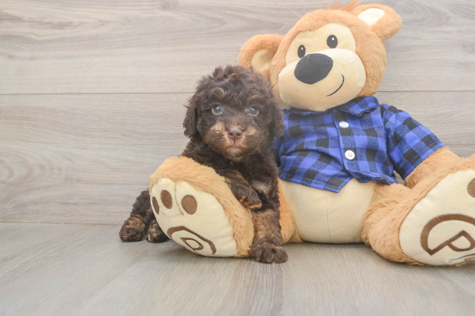 Playful Labrapoo Poodle Mix Puppy