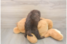 Mini Labradoodle Puppy for Adoption