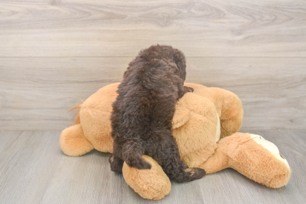 Mini Labradoodle Puppy for Adoption
