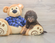 5 week old Mini Labradoodle Puppy For Sale - Seaside Pups