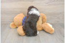 Playful Labrapoo Poodle Mix Puppy