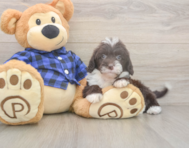 5 week old Mini Labradoodle Puppy For Sale - Seaside Pups