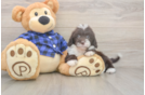 Mini Labradoodle Puppy for Adoption