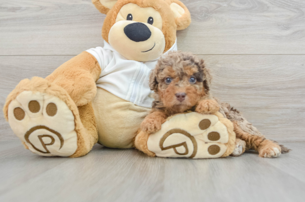 7 week old Mini Labradoodle Puppy For Sale - Seaside Pups