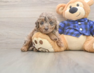 5 week old Mini Labradoodle Puppy For Sale - Seaside Pups