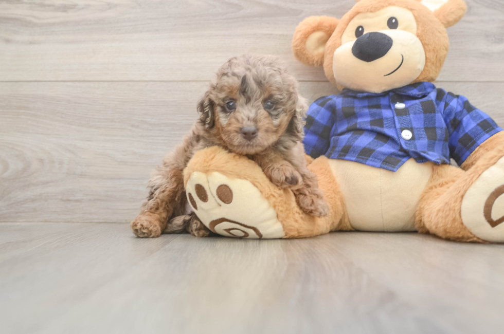 5 week old Mini Labradoodle Puppy For Sale - Seaside Pups