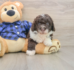7 week old Mini Labradoodle Puppy For Sale - Seaside Pups