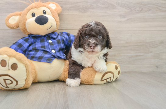 Mini Labradoodle Pup Being Cute