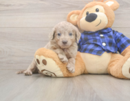 6 week old Mini Labradoodle Puppy For Sale - Seaside Pups