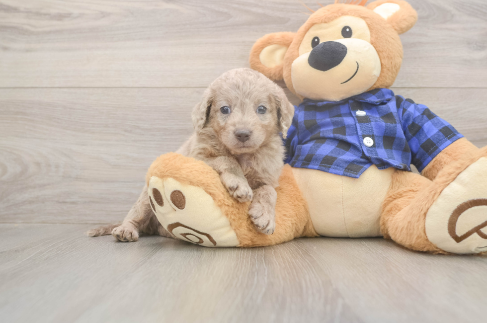 6 week old Mini Labradoodle Puppy For Sale - Seaside Pups