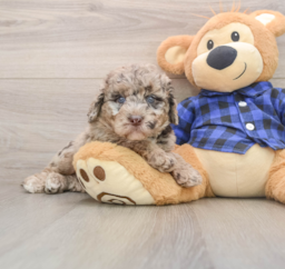 7 week old Mini Labradoodle Puppy For Sale - Seaside Pups