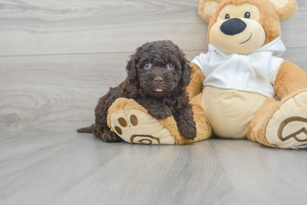 Best Mini Labradoodle Baby