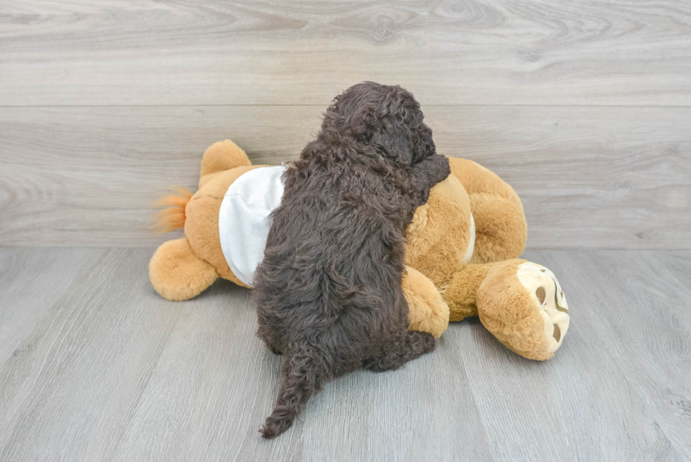 Playful Labrador Poodle Mix Puppy