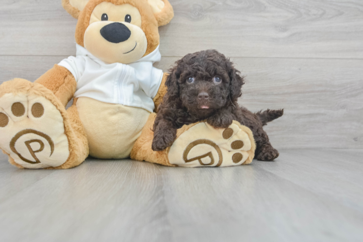 Fluffy Mini Labradoodle Poodle Mix Pup
