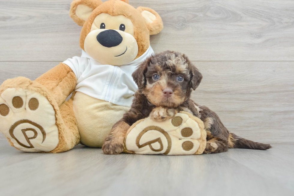 Smart Mini Labradoodle Poodle Mix Pup