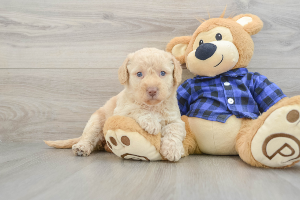 Best Mini Labradoodle Baby
