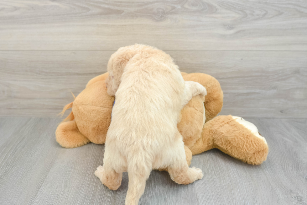 Mini Labradoodle Pup Being Cute