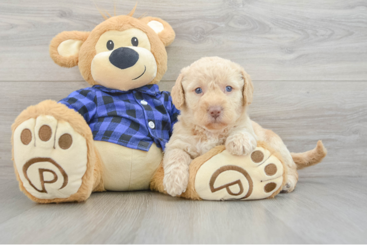 Small Mini Labradoodle Baby