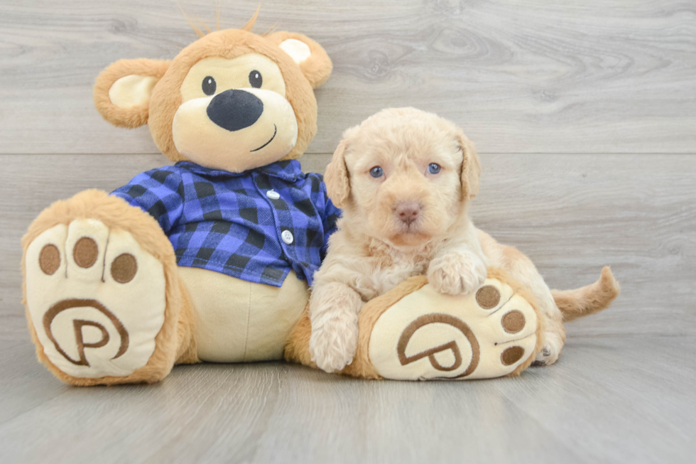 Small Mini Labradoodle Baby