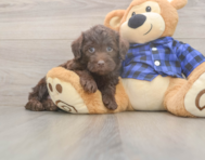 5 week old Mini Labradoodle Puppy For Sale - Seaside Pups