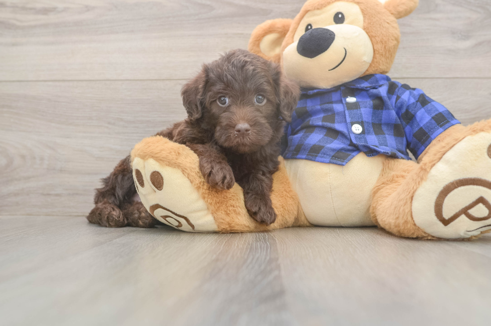 5 week old Mini Labradoodle Puppy For Sale - Seaside Pups