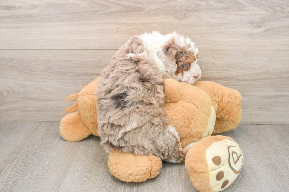 Sweet Mini Labradoodle Baby