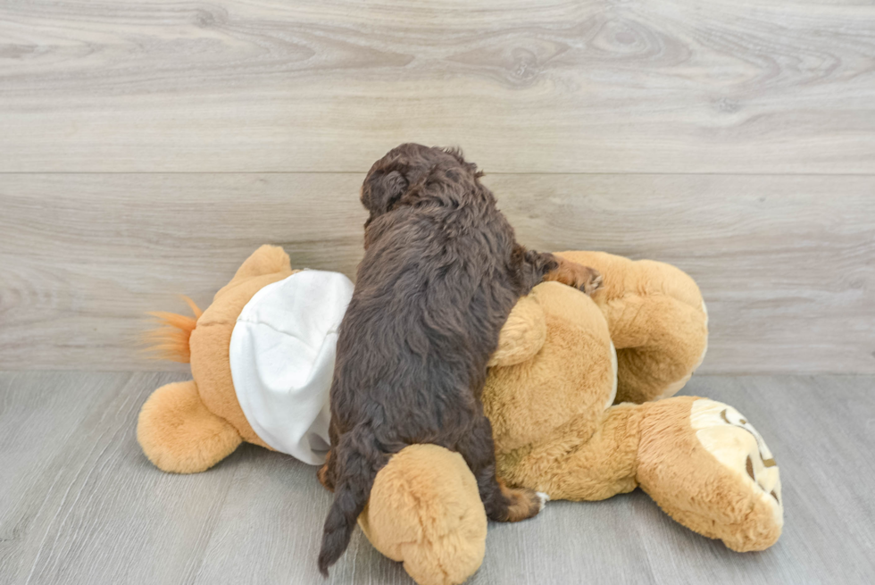 Best Mini Labradoodle Baby