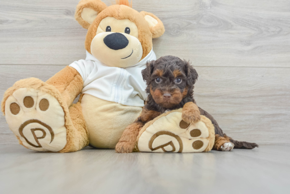 Happy Mini Labradoodle Baby