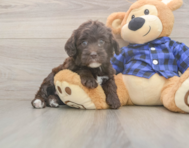 5 week old Mini Labradoodle Puppy For Sale - Seaside Pups