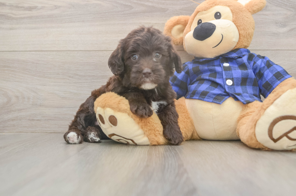 5 week old Mini Labradoodle Puppy For Sale - Seaside Pups