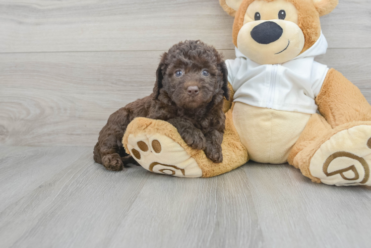 Meet Darling - our Mini Labradoodle Puppy Photo  1/3 - Seaside Pups Mini Labradoodle Puppy for Adoption