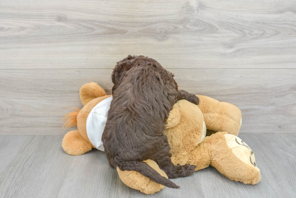 Meet Darling - our Mini Labradoodle Puppy Photo  3/3 - Seaside Pups Mini Labradoodle Puppy for Adoption