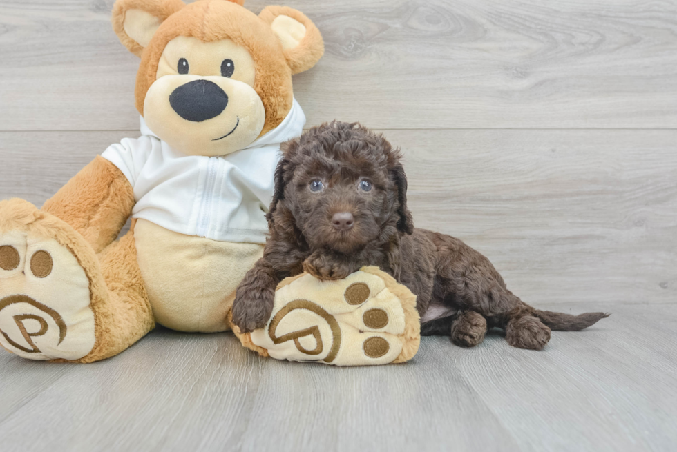 Meet Darling - our Mini Labradoodle Puppy Photo  2/3 - Seaside Pups Best Mini Labradoodle Baby