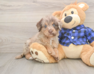 5 week old Mini Labradoodle Puppy For Sale - Seaside Pups