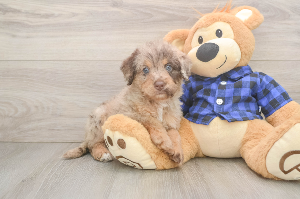 5 week old Mini Labradoodle Puppy For Sale - Seaside Pups