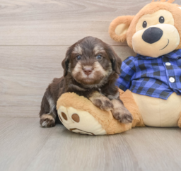 5 week old Mini Labradoodle Puppy For Sale - Seaside Pups