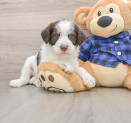 5 week old Mini Labradoodle Puppy For Sale - Seaside Pups