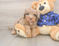 5 week old Mini Labradoodle Puppy For Sale - Seaside Pups