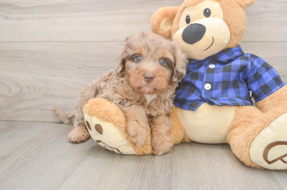 5 week old Mini Labradoodle Puppy For Sale - Seaside Pups