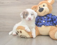 5 week old Mini Labradoodle Puppy For Sale - Seaside Pups