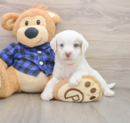 6 week old Mini Labradoodle Puppy For Sale - Seaside Pups