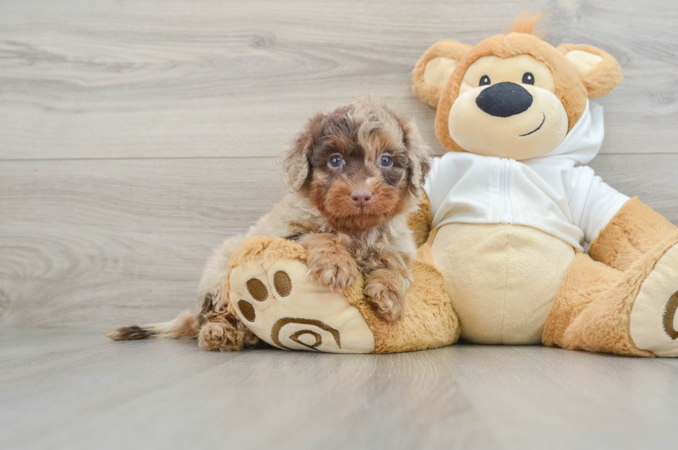 6 week old Mini Labradoodle Puppy For Sale - Seaside Pups