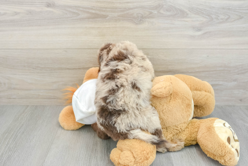 Happy Mini Labradoodle Baby